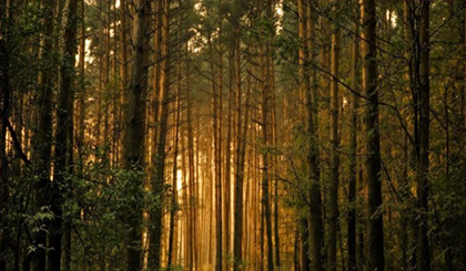 Ученые ВГЛТУ нашли ответ на вопрос об инвестиционной привлекательности лесных климатических проектов